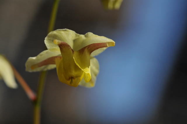 自宅にも花の季節が！　－茨城県水戸市－_f0149209_2028324.jpg