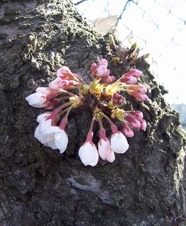 けなげに咲く桜が愛しくて_f0231309_19223716.jpg