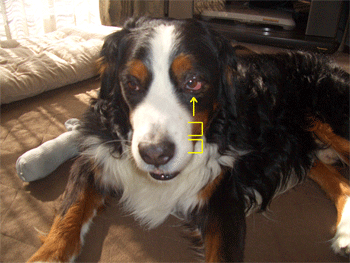 c0143711_21223864.gif