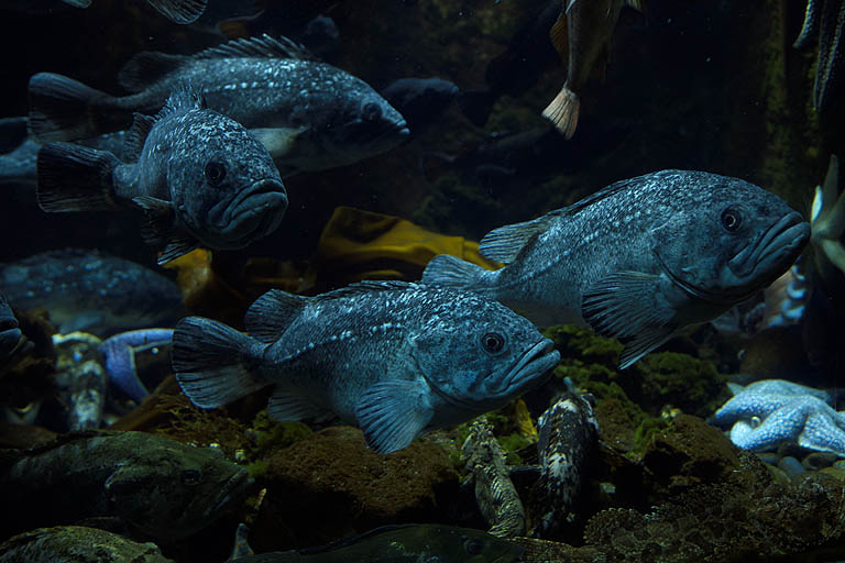 サカナ_b0010915_0273482.jpg