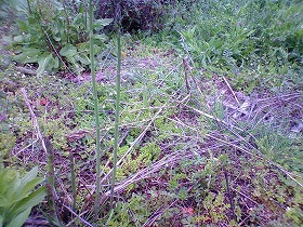 c0060919_17361718.jpg