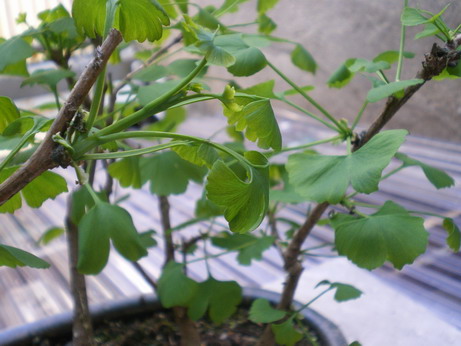 c0124619_6285411.jpg