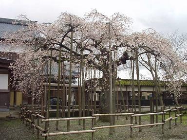 *　散る桜も、また・・　*　　　清水園_e0135219_10435956.jpg