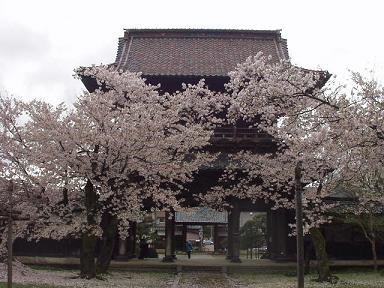*　散る桜も、また・・　*　　　清水園_e0135219_10477100.jpg