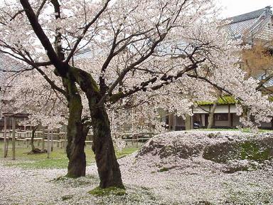 *　散る桜も、また・・　*　　　清水園_e0135219_10502549.jpg