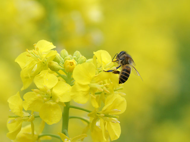 菜の花に蜂_a0040522_2157784.jpg