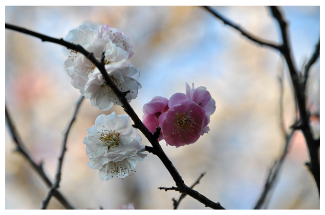 桜百景.4_f0235326_23123460.jpg