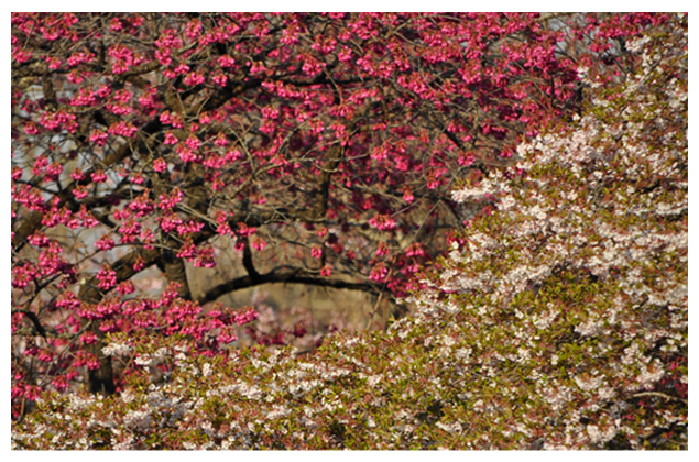 桜百景.4_f0235326_2384120.jpg