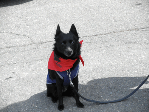 d0049135_12264533.gif