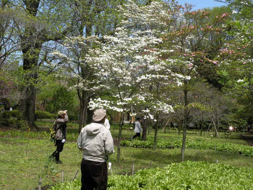 ４月２４日　神代植物公園は半分歩き、半分は休憩がいい。_f0117041_182986.jpg