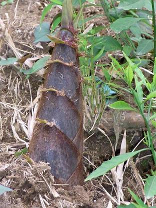 “タケノコ”と“キノコ”(Germogli di Bambù e funghi)_f0172744_11545977.jpg