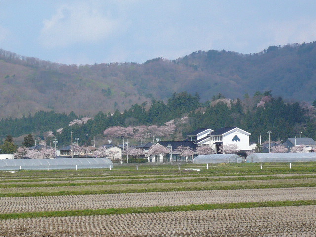 ◆　「桜・・・　そろそろ・・・」_c0110447_9283550.jpg