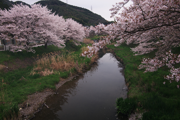 やすらぎの道(宇治田原町)_f0155048_23384772.jpg