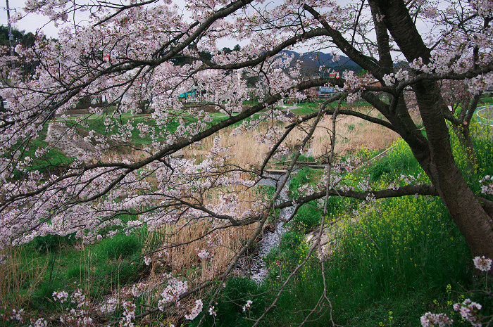 やすらぎの道(宇治田原町)_f0155048_2339234.jpg