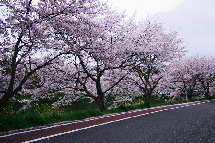 やすらぎの道(宇治田原町)_f0155048_2341892.jpg