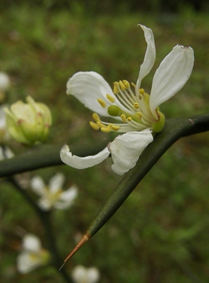 鋭い刺の白い花…枸橘_e0064158_23311587.jpg