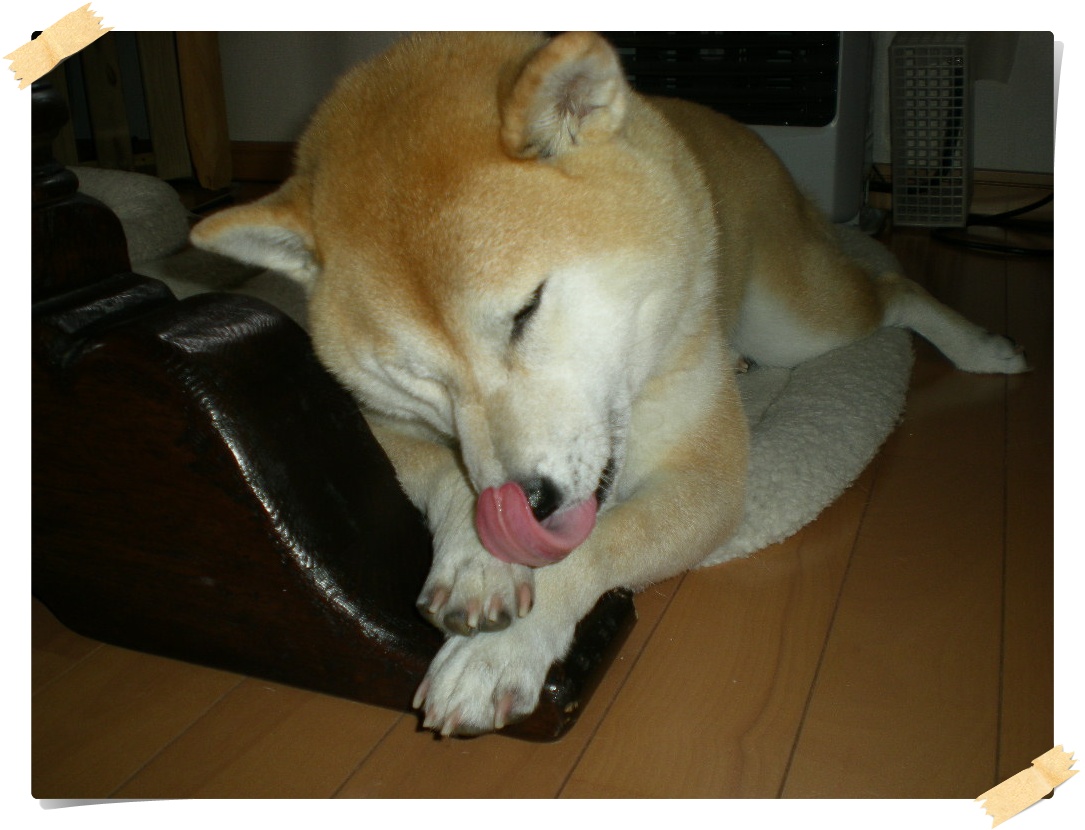 2010年4月24日(土)雨後の竹の子と雨後のモグラ!_f0060461_9323162.jpg