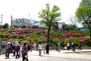 根津神社　つつじ祭り_a0135162_22272741.jpg