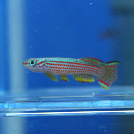 ビーボックスアクアリウム松戸店 熱帯魚 水草情報 ビーボックスアクアリウム松戸店 熱帯魚 水草情報