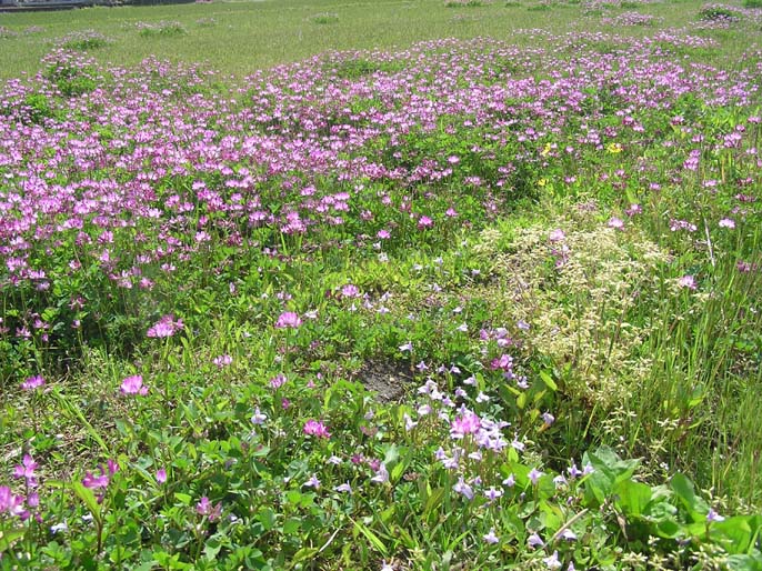 あの草花は、キュウリグサ_c0202865_1313768.jpg