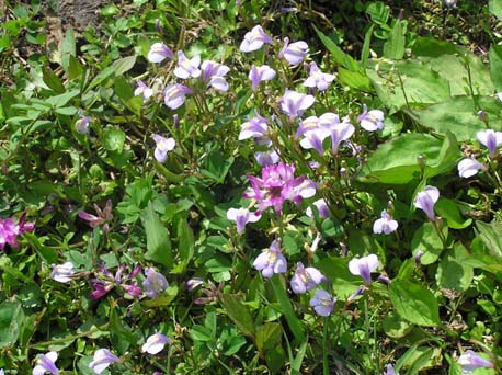 あの草花は、キュウリグサ_c0202865_1323220.jpg