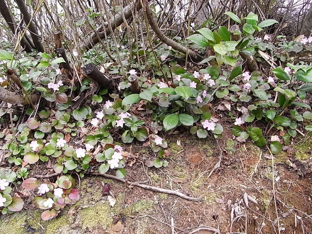 カタクリの山 「六万騎」_b0102868_13185477.jpg