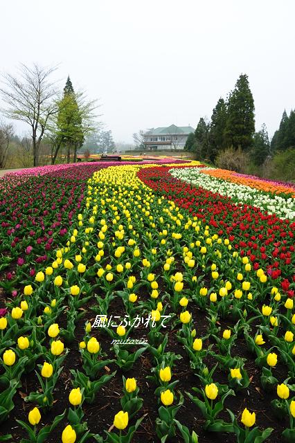 チューリップ満開のくじゅう花公園　Ⅱ_b0170969_2302733.jpg