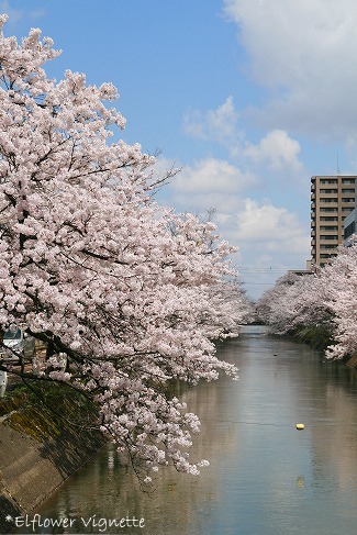 福島江の桜。_b0111874_22412631.jpg