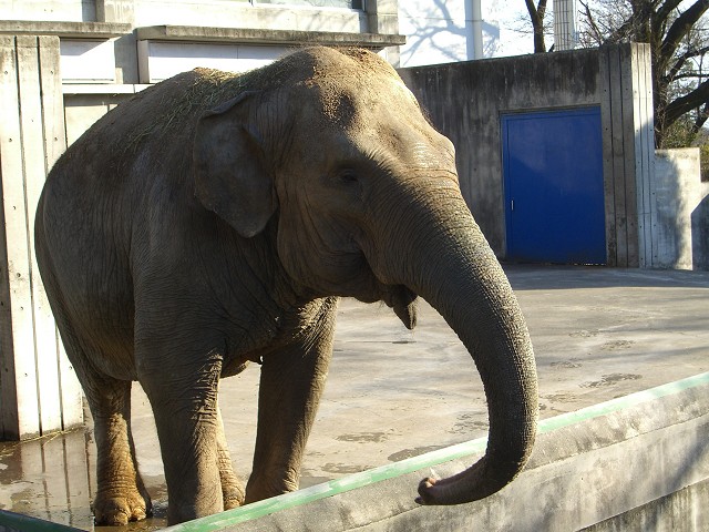 桐生が岡遊園地・動物園 (桐生市宮本町）_b0004675_1425859.jpg