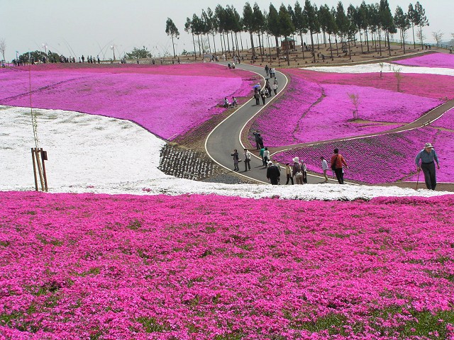 太田市北部運動公園 ～ 第25回全国都市緑化ぐんまフェアおおた会場 2008【芝桜】_b0004675_1430143.jpg