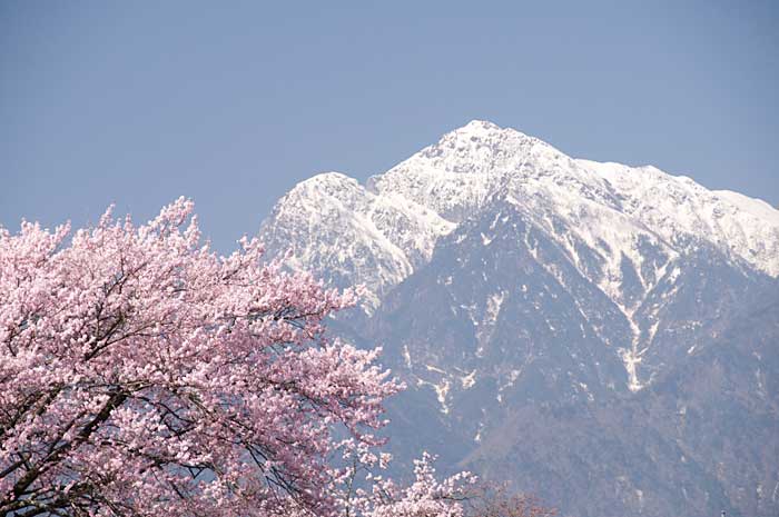 名山を背景に咲く_c0085877_2433554.jpg