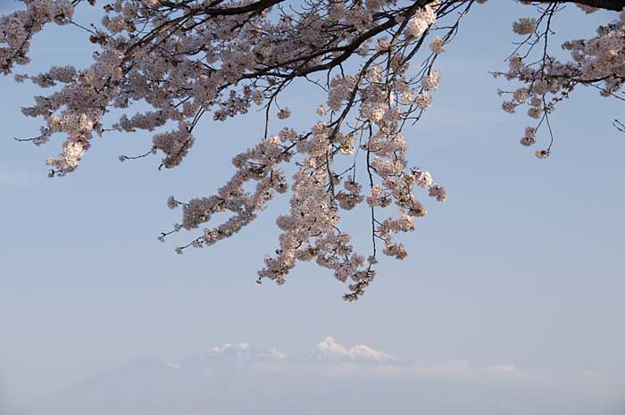 名山を背景に咲く_c0085877_243572.jpg