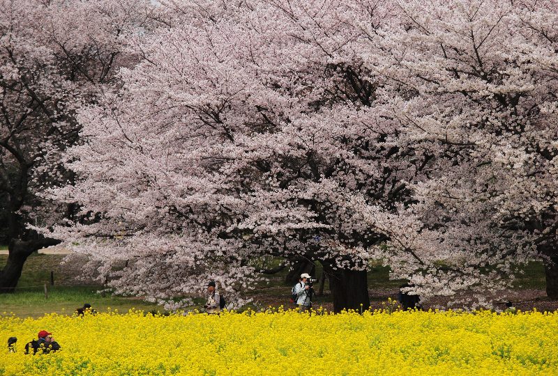 桜の風景_c0112479_22461145.jpg