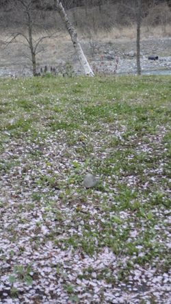 e0024081_93878.jpg