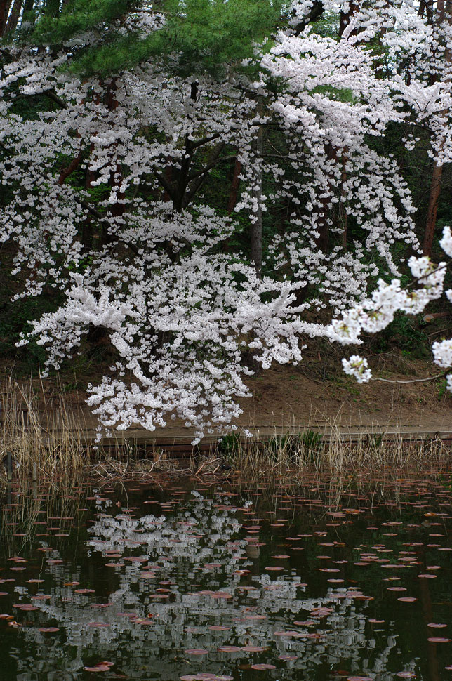 今日のサクラ　2010.4.20_e0082981_065434.jpg