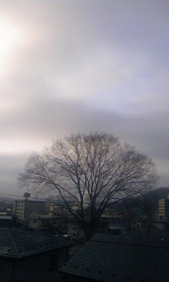 #cloudy #zelkova #keyaki in #ichinoseki #iwate #japan #ohayo #goodmorning_a0005484_753815.jpg