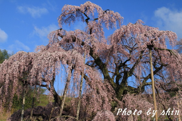 三春滝桜_b0189486_200957.jpg