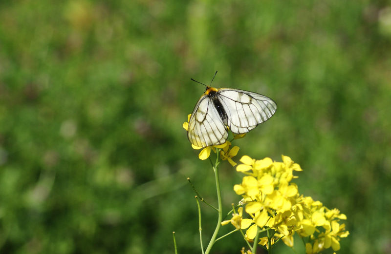 4月下旬　ウスバシロチョウ_b0078795_18581784.jpg