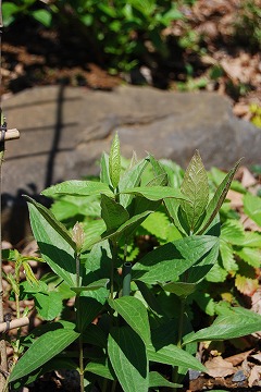 c0124100_1532758.jpg