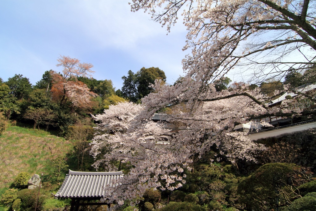 明日香の春2010 ② ～ 「岡寺」2_b0138101_15283091.jpg