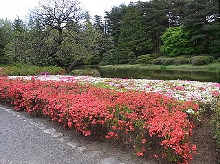 2010年4月24日（土） ； 晴れ～曇り_d0051601_0545819.jpg