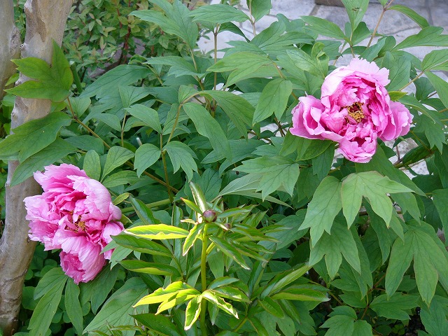 a0123003_21134650.jpg