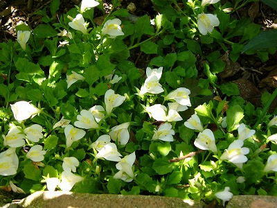 a0123003_2125671.jpg