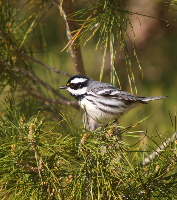 ノドグロハイアメリカムシクイ　：　Black-throated Warbler @ Los Angelles Suburbs_e0156403_18582457.jpg