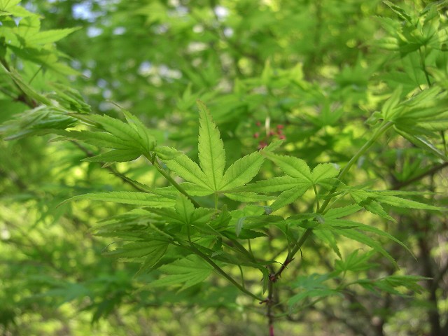 b0046204_20403722.jpg