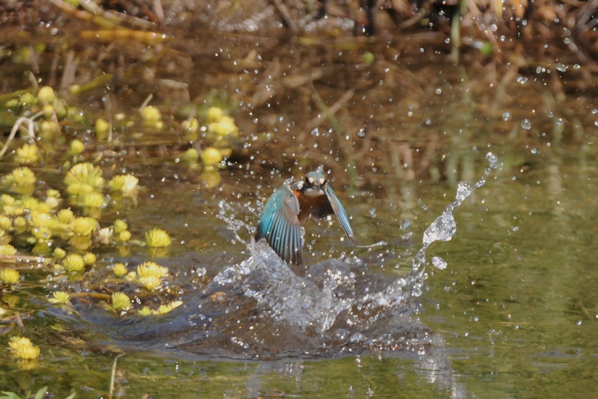 霞川…水絡み撮れた_f0133213_2132546.jpg