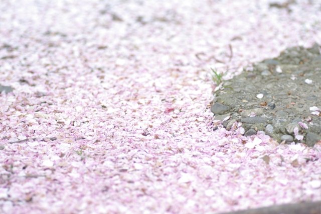 桜、桜、桜・・・。_f0172518_22424396.jpg