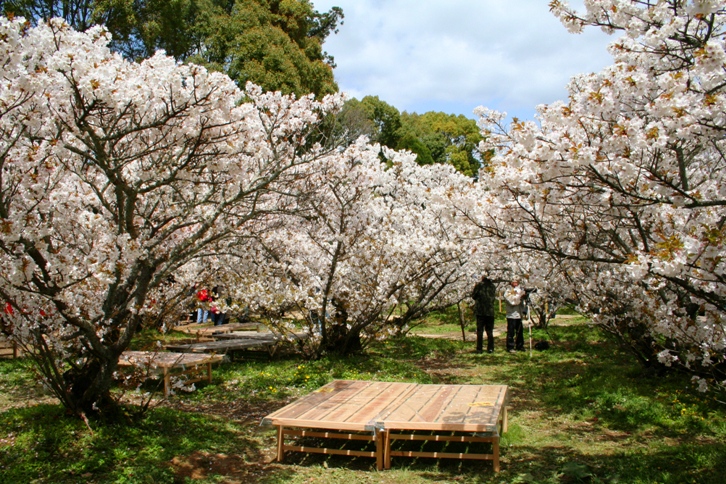 Kyoto Ninnnaji_d0027320_14412826.jpg