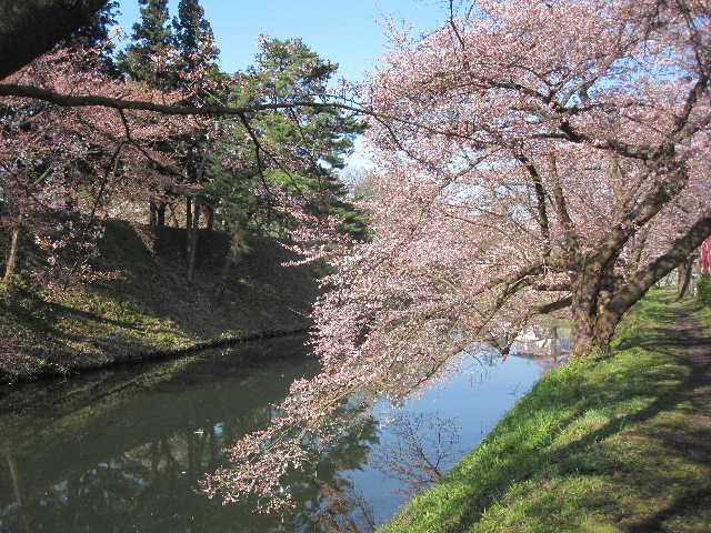 鶴ヶ城の桜(会津の桜）_c0141223_11382884.jpg