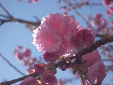八重桜満開です♪_e0164724_10312189.jpg